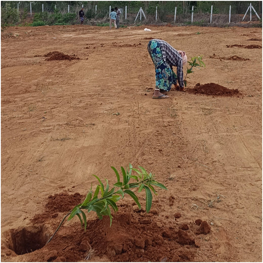 From Iron to Green: Samrat Irons' Eco-Conscious Gifting Initiative in Agroforestry – Planting