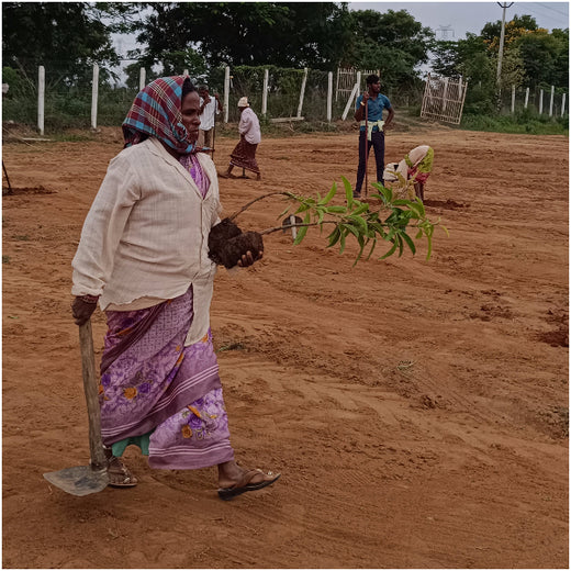 From Iron to Green: Samrat Irons' Eco-Conscious Gifting Initiative in Agroforestry – Planting