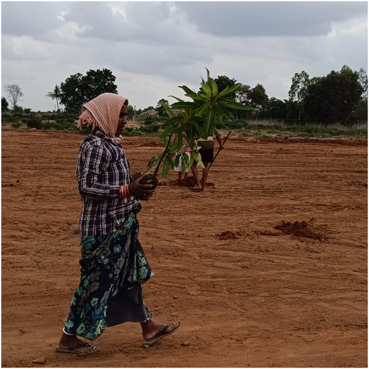 From Iron to Green: Samrat Irons' Eco-Conscious Gifting Initiative in Agroforestry – Planting