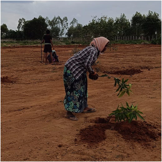 From Iron to Green: Samrat Irons' Eco-Conscious Gifting Initiative in Agroforestry – Planting