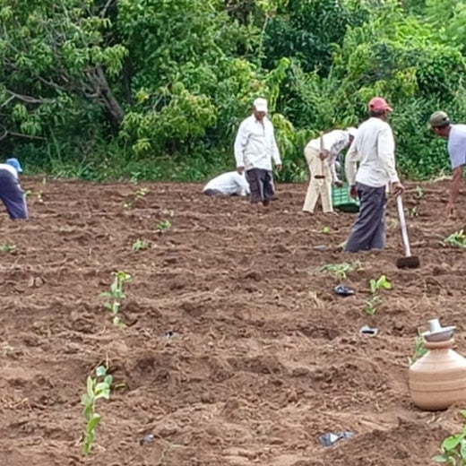 Planting Prosperity: Grow Billion Trees' Agroforestry Transformation in Satara, Maharashtra – Planting