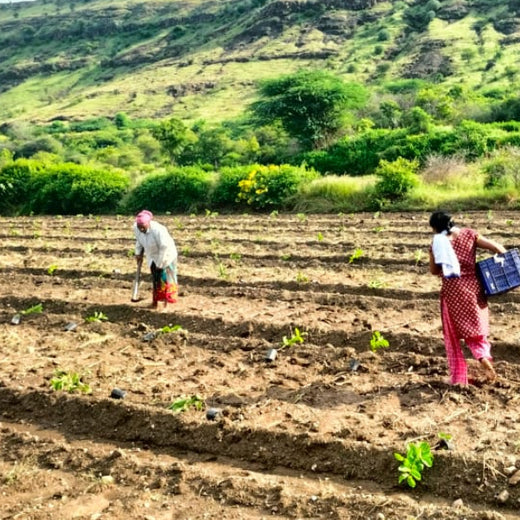 Planting Prosperity: Grow Billion Trees' Agroforestry Transformation in Satara, Maharashtra – Planting