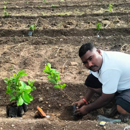 Planting Prosperity: Grow Billion Trees' Agroforestry Transformation in Satara, Maharashtra – Planting