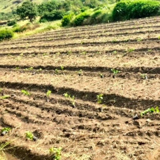 Planting Prosperity: Grow Billion Trees' Agroforestry Transformation in Satara, Maharashtra – Planting