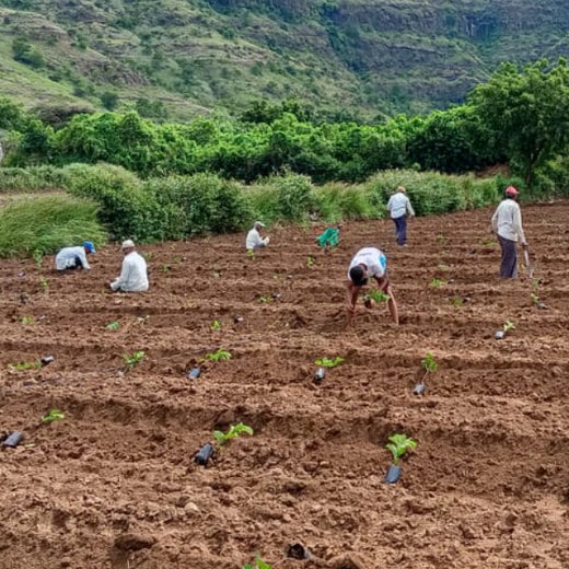 Planting Prosperity: Grow Billion Trees' Agroforestry Transformation in Satara, Maharashtra – Planting