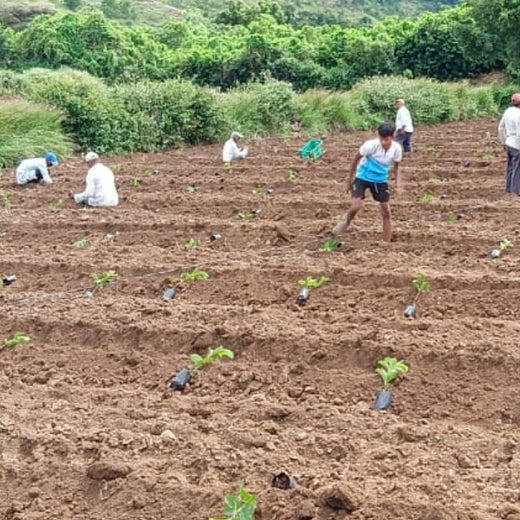 Planting Prosperity: Grow Billion Trees' Agroforestry Transformation in Satara, Maharashtra – Planting