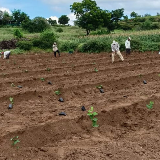 Planting Prosperity: Grow Billion Trees' Agroforestry Transformation in Satara, Maharashtra – Planting