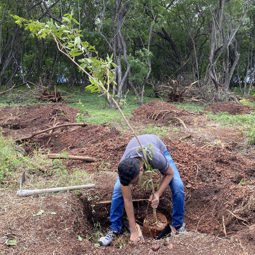 EACH ONE PLANT ONE: SentinelOne’s Green Commitment to Urban Sustainability – Planting