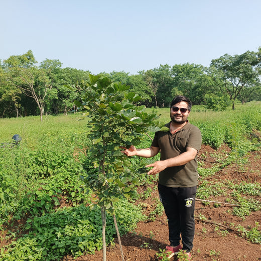 "TATA AIG's Green Initiative in Pune: Nurturing Urban Forests Beyond Insurance" – Planting