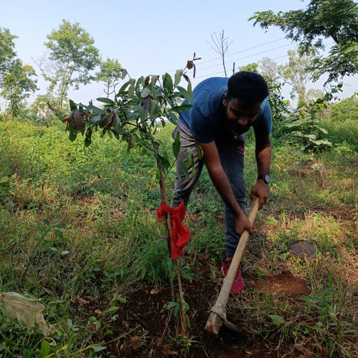 "TATA AIG's Green Initiative in Pune: Nurturing Urban Forests Beyond Insurance" – Planting