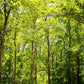Trees for Forest