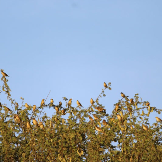 Trees for Sparrows