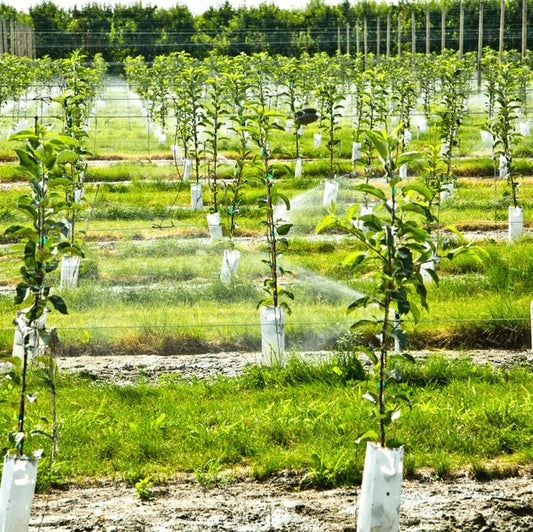 Tree Saplings of Native Trees