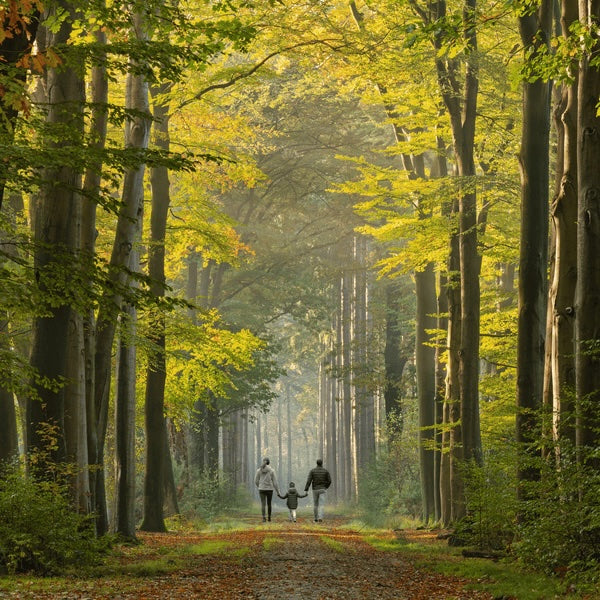 Trees to Honor the Memory of your Loved Ones