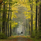 Australian Buloke Tree: The Ultimate Guide to This Resilient Native Wo ...