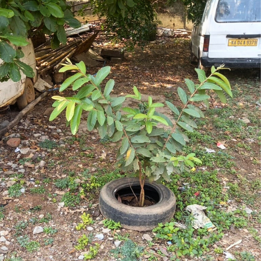 “Leafy Legacies: Weber Shandwick Bangalore’s Journey Toward Urban Sustainability” – 1 year