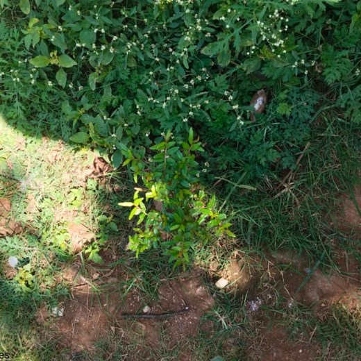 “Leafy Legacies: Weber Shandwick Bangalore’s Journey Toward Urban Sustainability” – 1 year