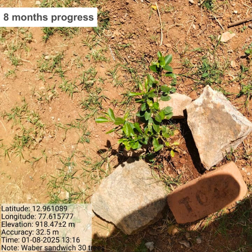 “Leafy Legacies: Weber Shandwick Bangalore’s Journey Toward Urban Sustainability” – 1 year