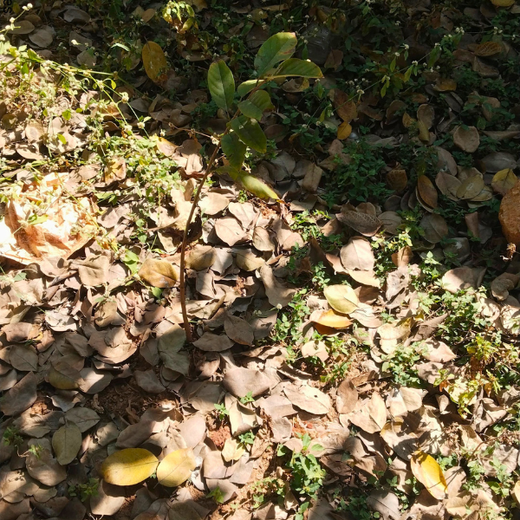 “Leafy Legacies: Weber Shandwick Bangalore’s Journey Toward Urban Sustainability” – 1 year