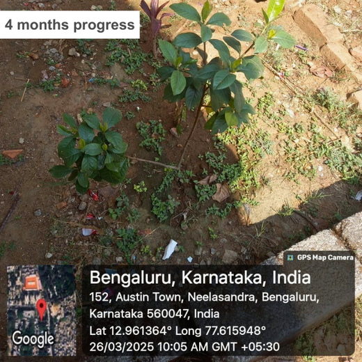 “Leafy Legacies: Weber Shandwick Bangalore’s Journey Toward Urban Sustainability” – 1 year