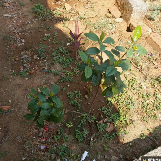 “Leafy Legacies: Weber Shandwick Bangalore’s Journey Toward Urban Sustainability” – 1 year