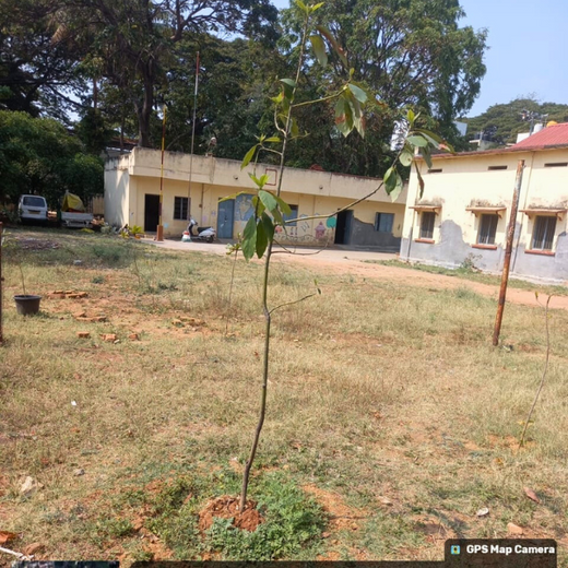 “Leafy Legacies: Weber Shandwick Bangalore’s Journey Toward Urban Sustainability” – 1 year