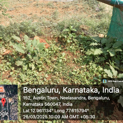 “Leafy Legacies: Weber Shandwick Bangalore’s Journey Toward Urban Sustainability” – 1 year