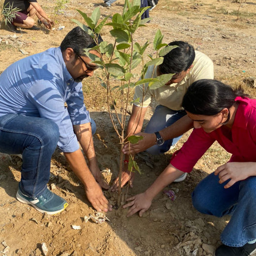 "Weber Shandwick Gurugram: Cultivating Urban Forests for Employee Bonding" – 6 months