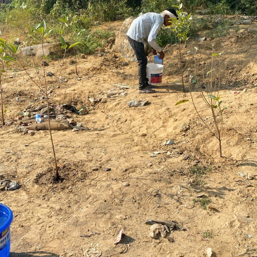"Weber Shandwick Gurugram: Cultivating Urban Forests for Employee Bonding" – 6 months