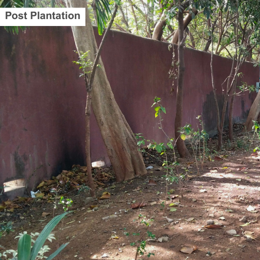 "Urban Green, Team Spirit: Weber Shandwick Mumbai’s Tree Plantation Initiative" – 6 months