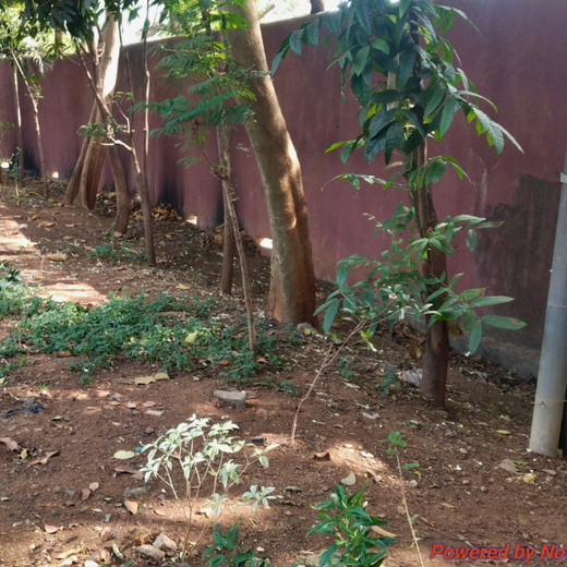 "Urban Green, Team Spirit: Weber Shandwick Mumbai’s Tree Plantation Initiative" – 6 months