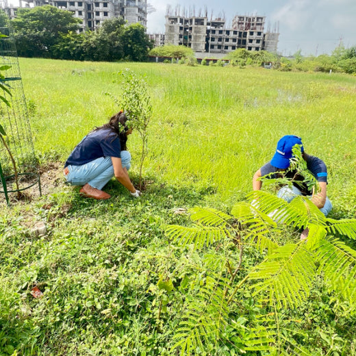 From Office to Oasis: Wipfli’s Employee-Led Urban Forest Initiative – Planting
