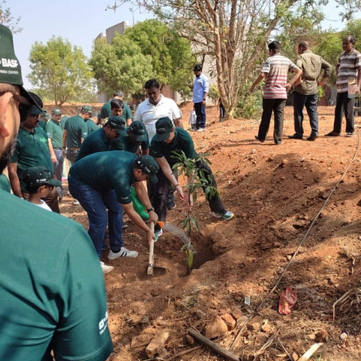 "Green Bonds: BASF/V5 Events Fosters Employee Unity Through Urban Tree Plantation" – Planting