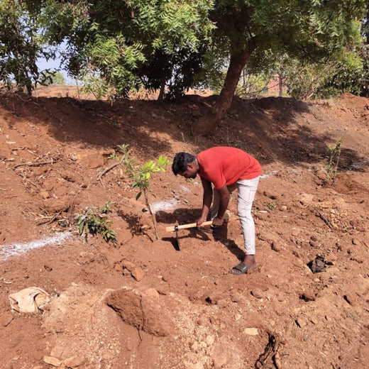 "Green Bonds: BASF/V5 Events Fosters Employee Unity Through Urban Tree Plantation" – Planting