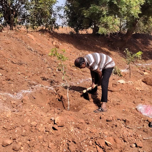 "Green Bonds: BASF/V5 Events Fosters Employee Unity Through Urban Tree Plantation" – Planting