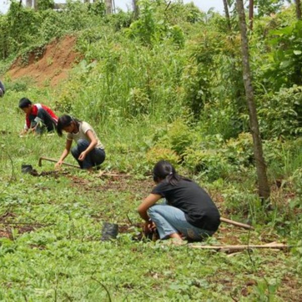 Trees for Pitru Paksha: Honor Ancestors with Sacred Tree Planting