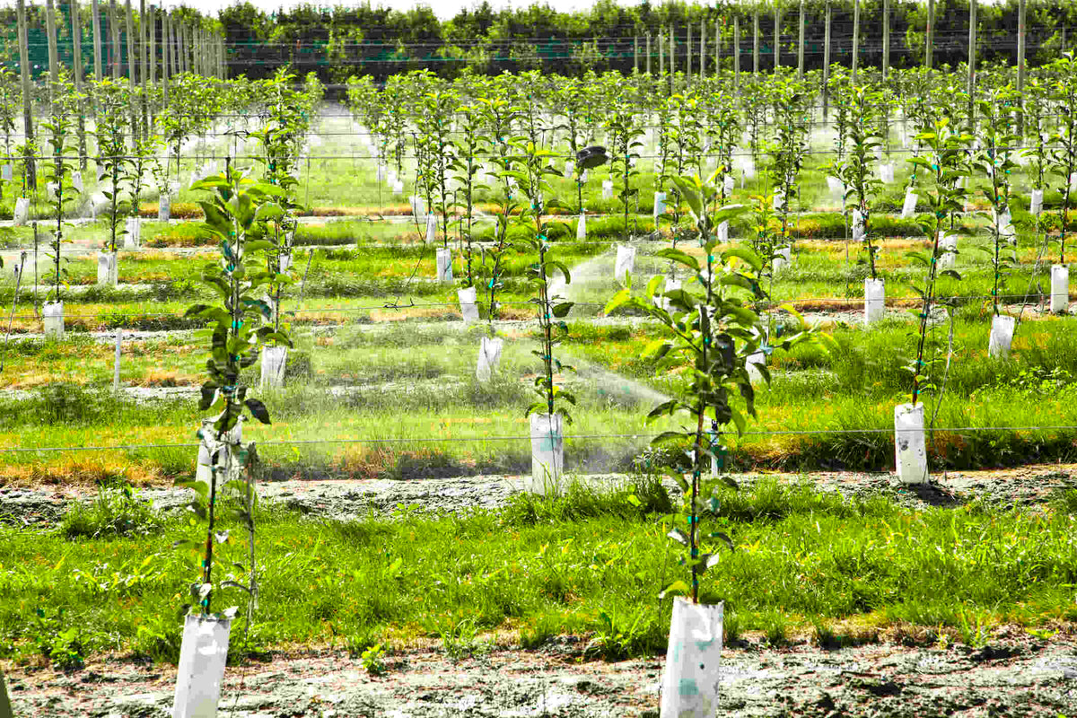 Isha Bholra: Leading Green Innovation for Sustainable Future