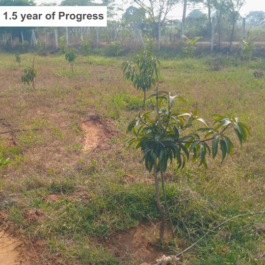 Balancing Carbon Footprint: Dr. Reddy’s Laboratories Green Initiative – 6 months