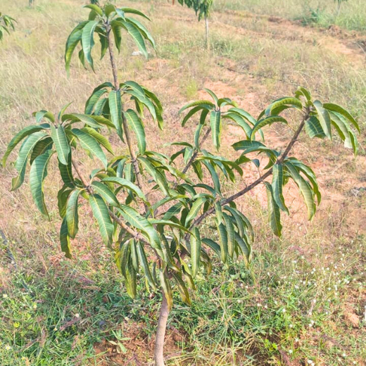 Balancing Carbon Footprint: Dr. Reddy’s Laboratories Green Initiative – 6 months
