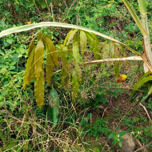 DWS Fosters Employee Engagement Through Tree Plantation Initiative – 1 year
