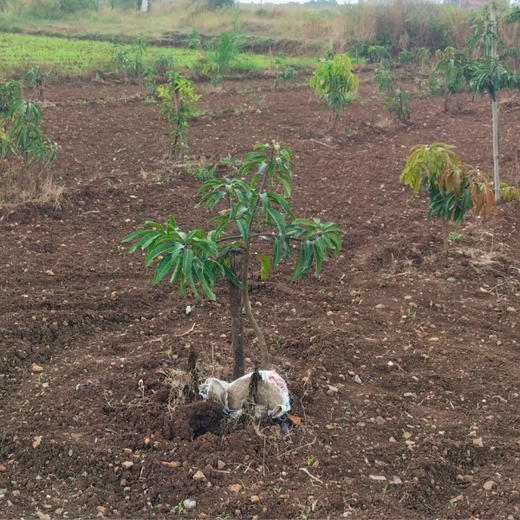 Rooted in Teamwork: KBR's Employee Engagement through Tree Plantation – 6 months