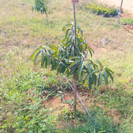 Dr. Shilpi Reddy Foundation & KIMS Hospital: A Tree for Each Girl Born – 6 months