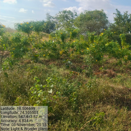 Building a Greener Future: Light & Wonder's Urban Forest Initiative for Sustainability – 2 years
