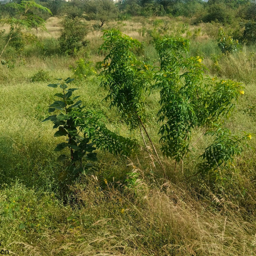 Building a Greener Future: Light & Wonder's Urban Forest Initiative for Sustainability – 2 years