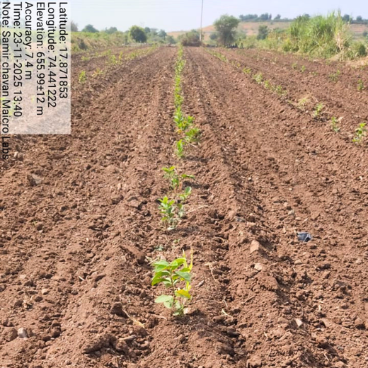 World Environment Day: Green Initiative by Micro Labs Limited – 1 year