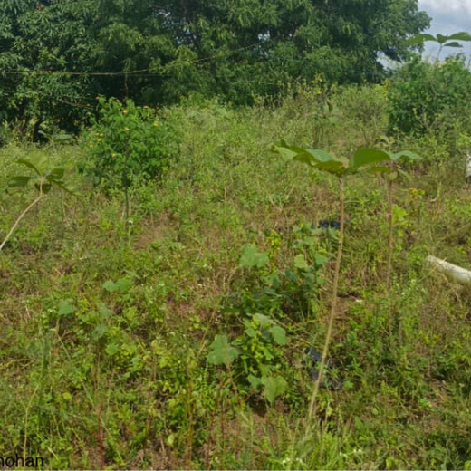Green Formulations: RPG Life Sciences’ Tree Plantation for Earth – 6 months