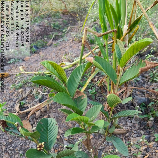 Digester to Forest: Sistema.bio’s Regenerative Agroforest Drive – 2 years