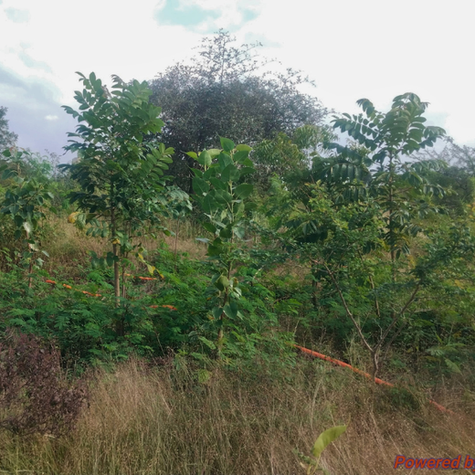 Valmont Structures: Growing Urban Forests, Growing Responsibility – 6 months
