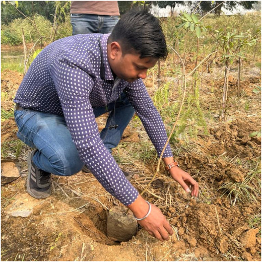 ECSO Global Pvt Ltd: Fostering a Greener Future with Urban Forests – Planting