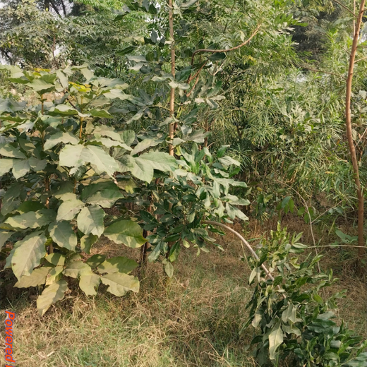ECSO Global Pvt Ltd: Fostering a Greener Future with Urban Forests – 6 months